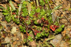 Acaena elongata