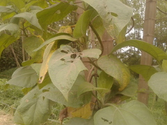 Smallanthus pyramidalis