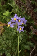 Solanum pinnatum