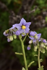 Solanum pinnatum