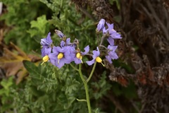 Solanum pinnatum
