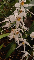 Oncidium cirrhosum
