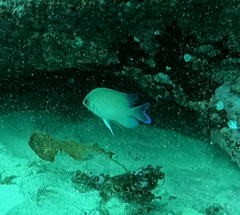 Mecaenichthys immaculatus