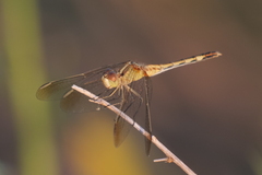 Erythrodiplax nigricans