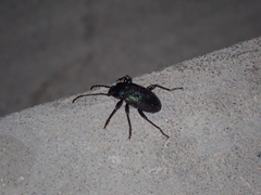Helopini