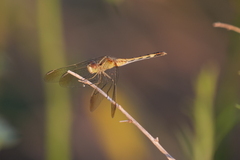 Erythrodiplax nigricans
