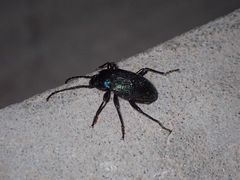 Helopini