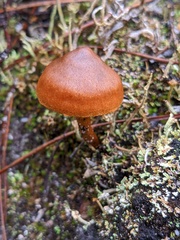 Cortinarius croceus