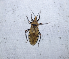 Panstrongylus geniculatus