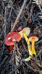 Hygrocybe marchii