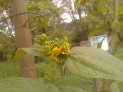 Smallanthus pyramidalis