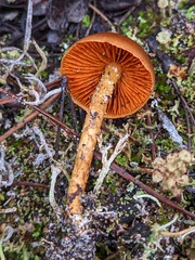 Cortinarius croceus