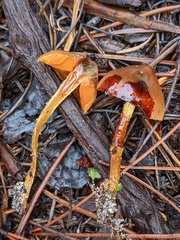Cortinarius croceus