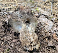 Dissingia leucomelaena