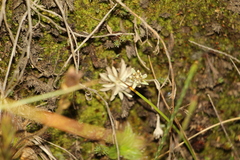 Pseudognaphalium paramorum