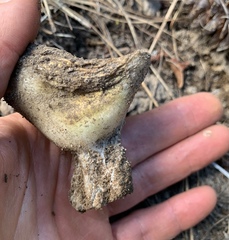 Dissingia leucomelaena