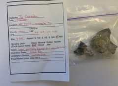 Dissingia leucomelaena