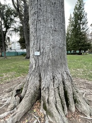 Quercus nigra