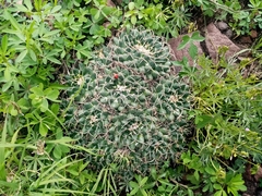 Mammillaria magnimamma