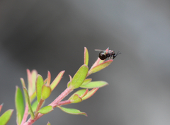 Eucharitidae