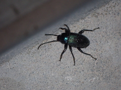Helopini