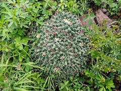 Mammillaria magnimamma