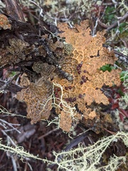 Lobaria anthraspis