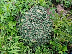 Mammillaria magnimamma