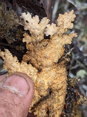 Lobaria anthraspis