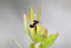Eucharitidae