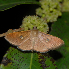 Banisia