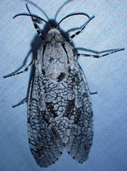 Prionoxystus robiniae