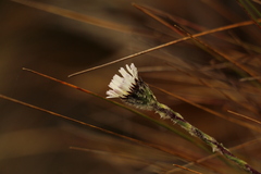 Oritrophium peruvianum