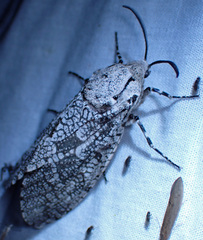 Prionoxystus robiniae