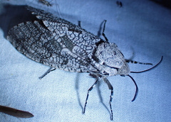 Prionoxystus robiniae