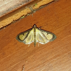 Hyalea pallidalis