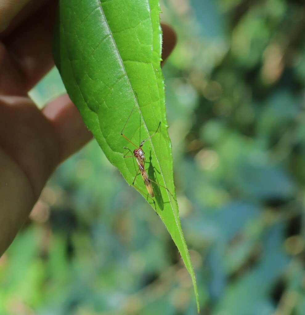 Teucholabis catharinensis