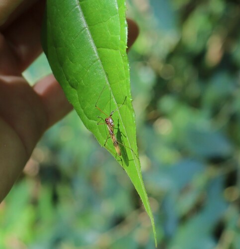 Teucholabis catharinensis