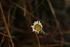 Oritrophium peruvianum