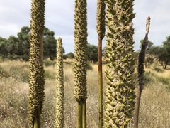 Xanthorrhoea caespitosa
