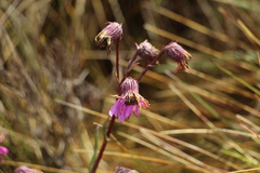 Senecio formosoides