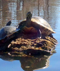 Pseudemys