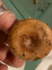 Lactarius xanthogalactus