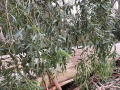 Eucalyptus