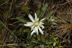 Hypochaeris sessiliflora