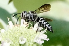 Cyrtocoelioxys