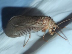 Ithone wilsoni