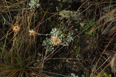 Pseudognaphalium paramorum