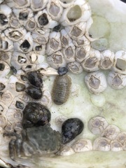 Gnorimosphaeroma oregonense