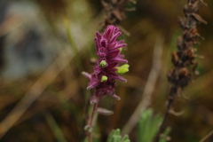 Neobartsia